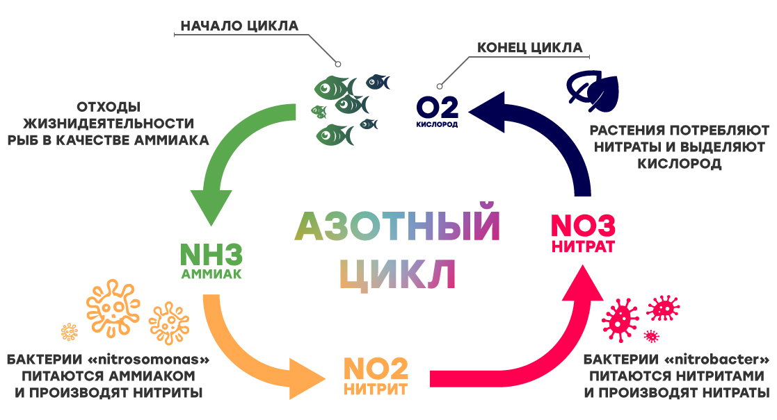 Азотный цикл